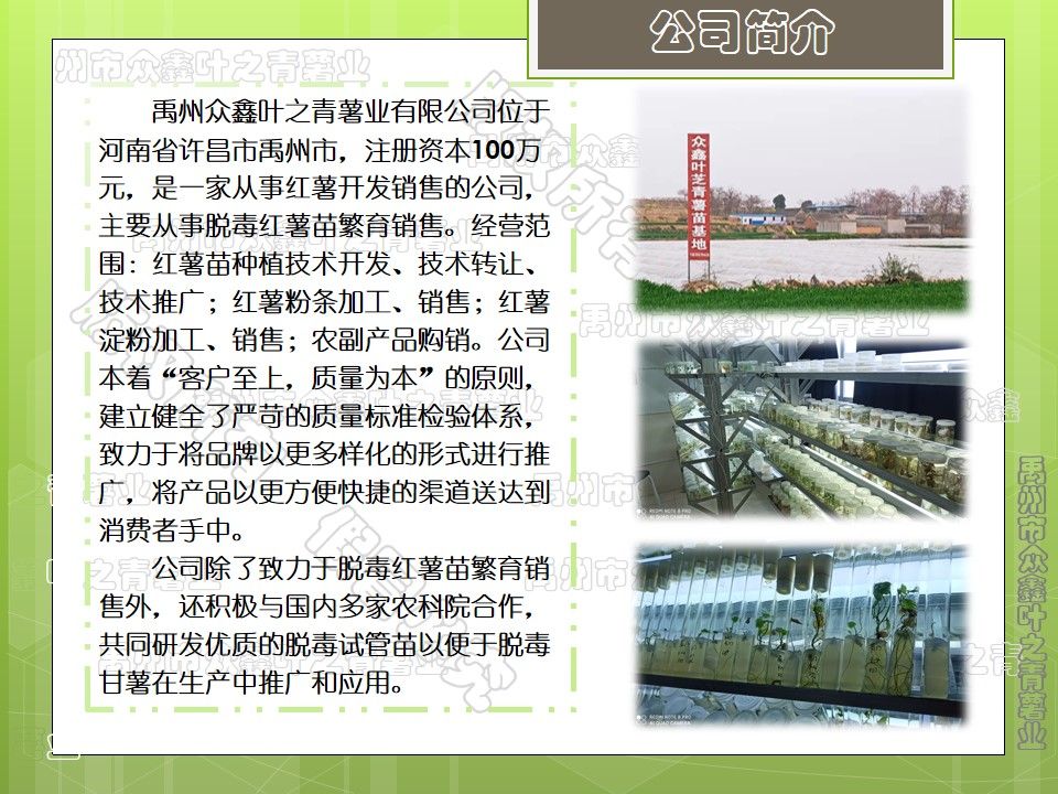 禹州市2021原种优质脱毒红薯苗，紫薯红薯苗，基地直供，品质保证