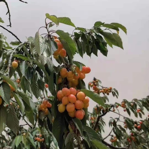泰安黄蜜樱桃 山东省泰安市岱岳区 地头通货 