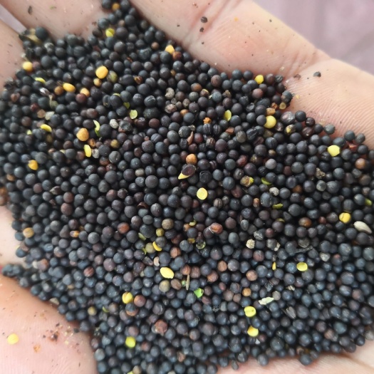 马边县 油菜籽：四川马边本地胜利油菜籽，出油率高，油色金黄，味道香。