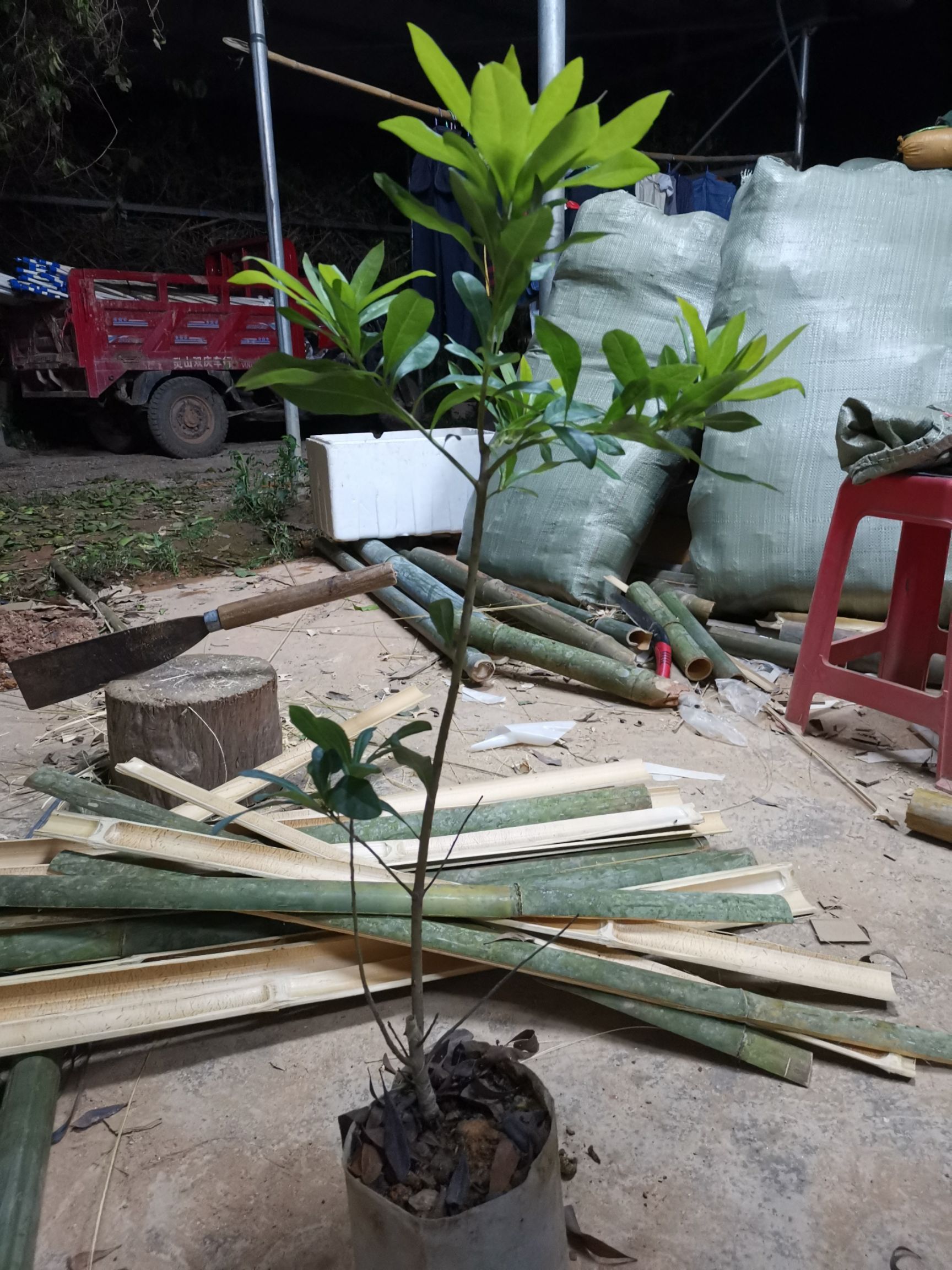 东魁杨梅树苗  东魁杨梅，果大，肉多，甜