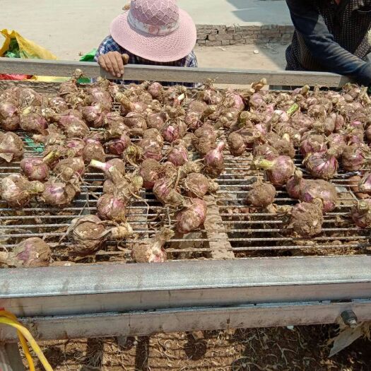 杞县红皮蒜 个头大，成熟度好，价格美丽