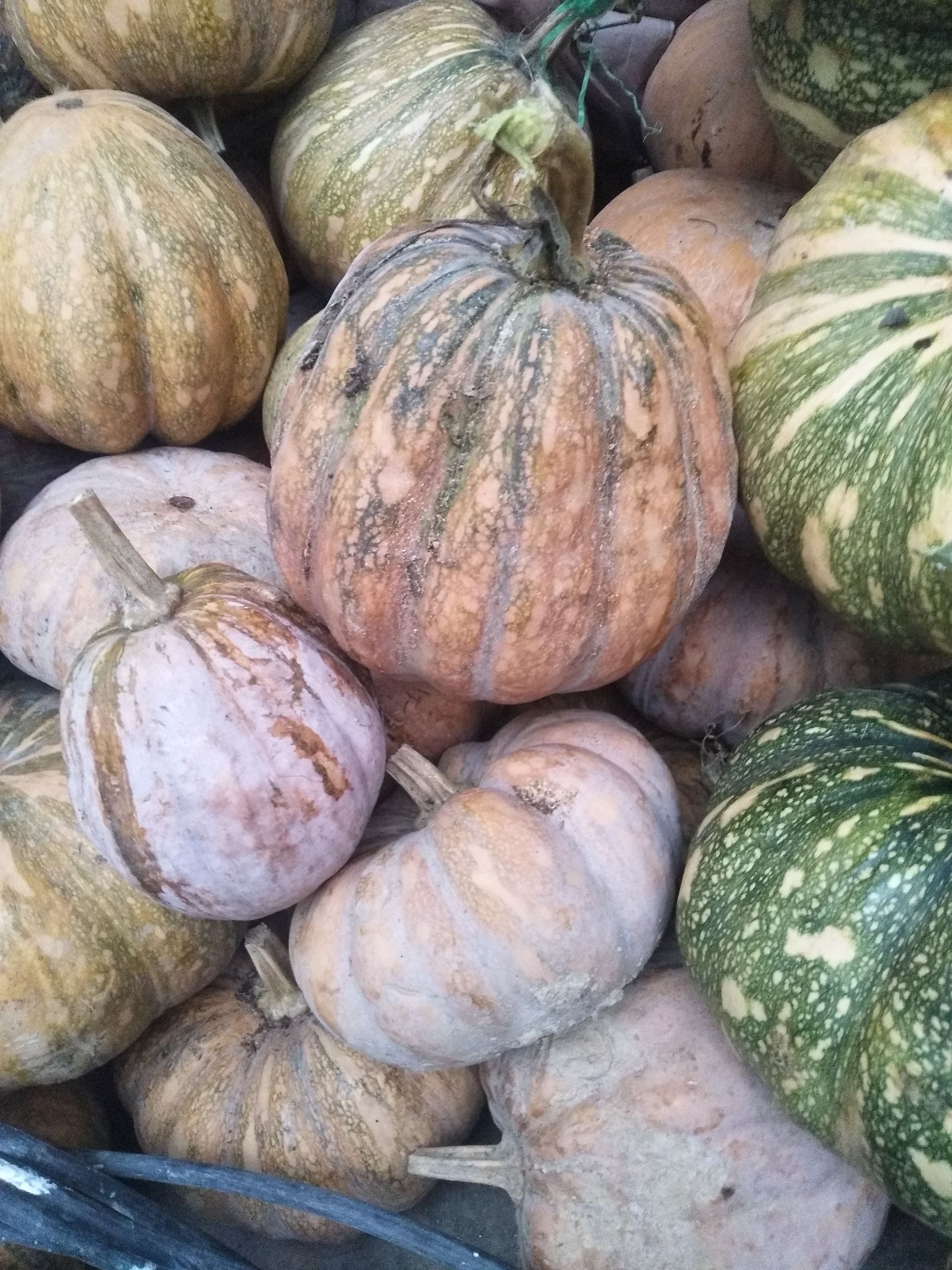 商品详情单个重:4~6斤产地:河南省信阳市光山县品种名:磨盘南瓜商品