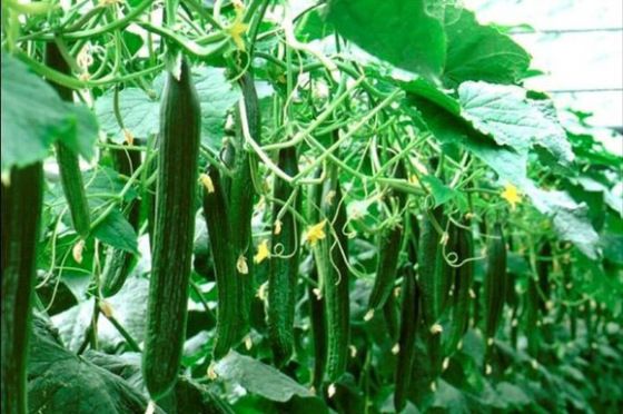 津瑞335抗热津瑞335青瓜：露地、越夏和秋棚专用型油绿黄瓜