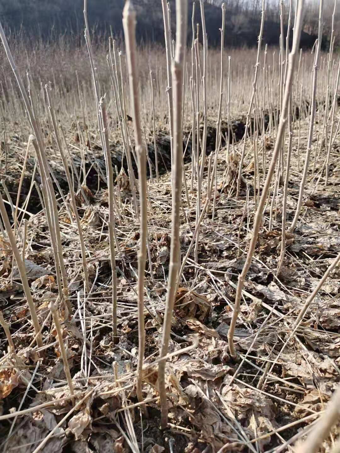 山核桃苗 山核头大地苗，苗好，根系好，没有死苗烂苗，多买送苗