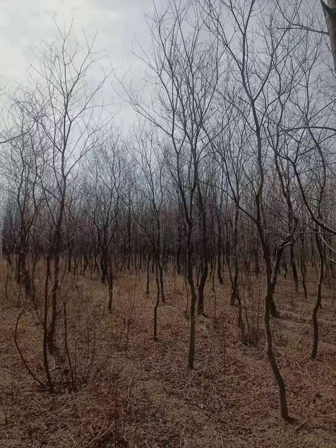 乌桕树苗乌桕苗木乌桕占地树苗价格低廉