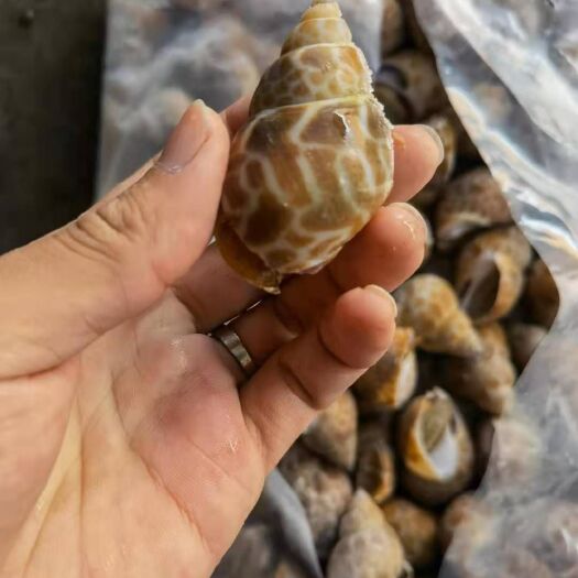 福州花螺 东风螺供食堂 自助餐 麻辣海鲜 档口 加工厂 电商