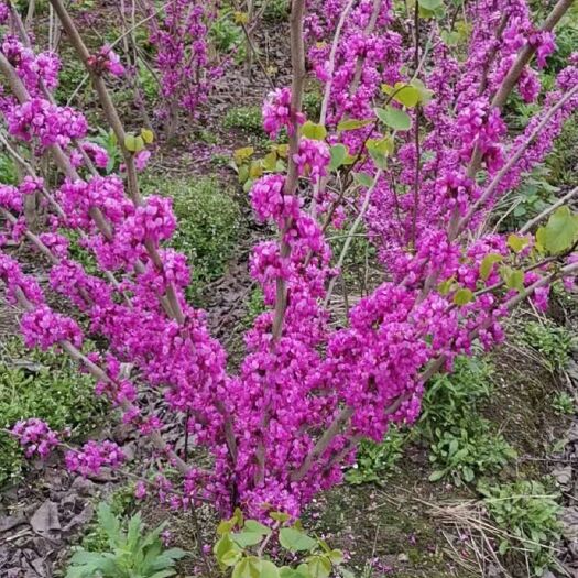 丛生紫荆 紫荆高度150厘米－250厘米杭州飞蓬园林苗圃直销