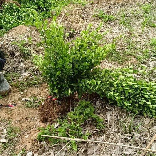 沭阳县大叶冬青