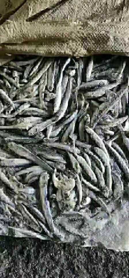 荣成市10000斤起批饲料鱼鳀(ti)鱼螃蟹饲料喂鱼虾蟹整车发货