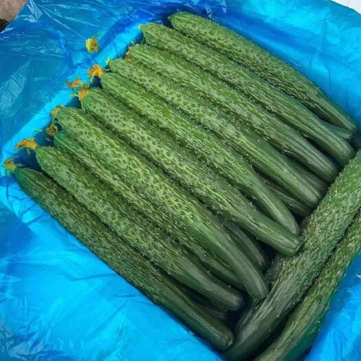 黄花密刺黄瓜大棚种植，精品亮条黑条黄，质量好价格便宜大量上市