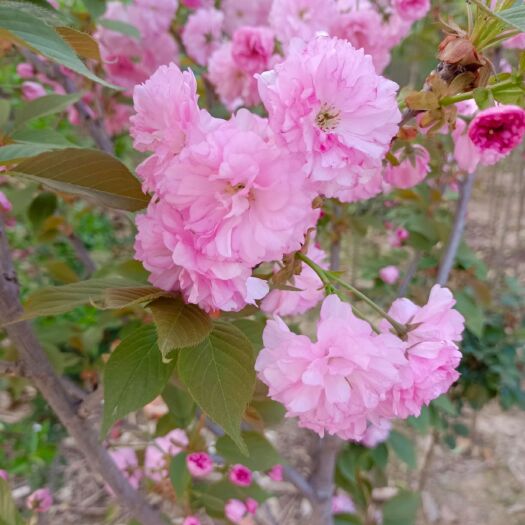 太康县矮樱 樱花