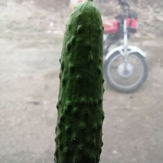 西丰县 天骄8，汉黄瓜，有收的联系，顶花带刺。