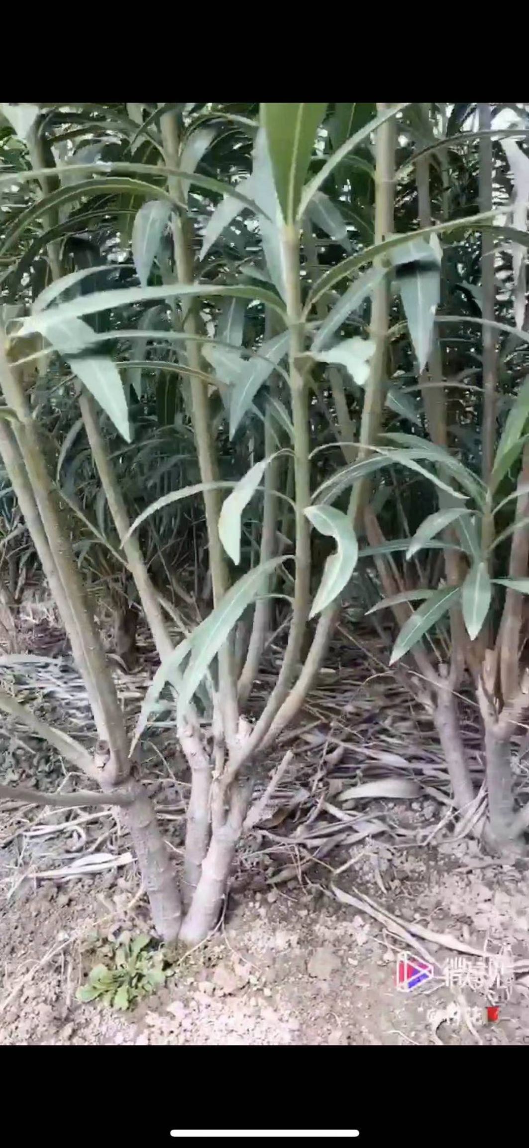 夹竹桃杭州飞蓬园林苗圃直销 高度100厘米－200厘米