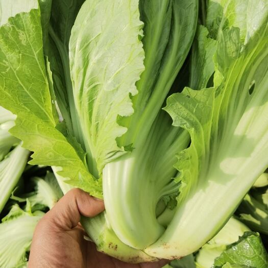 嵩明县荠菜  长期供应苞心芥菜。
