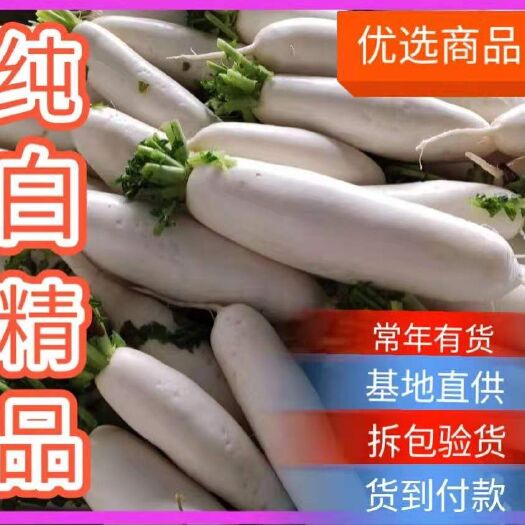 钟祥市2024年秋冬白萝卜~嫩～直~圆头~鼠尾！满足各包装规格定制