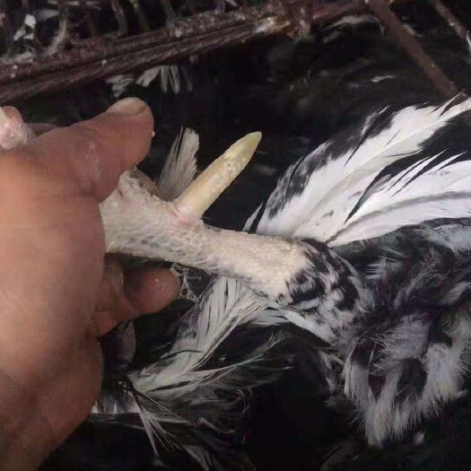 泗水县土鸡 贵妃公鸡