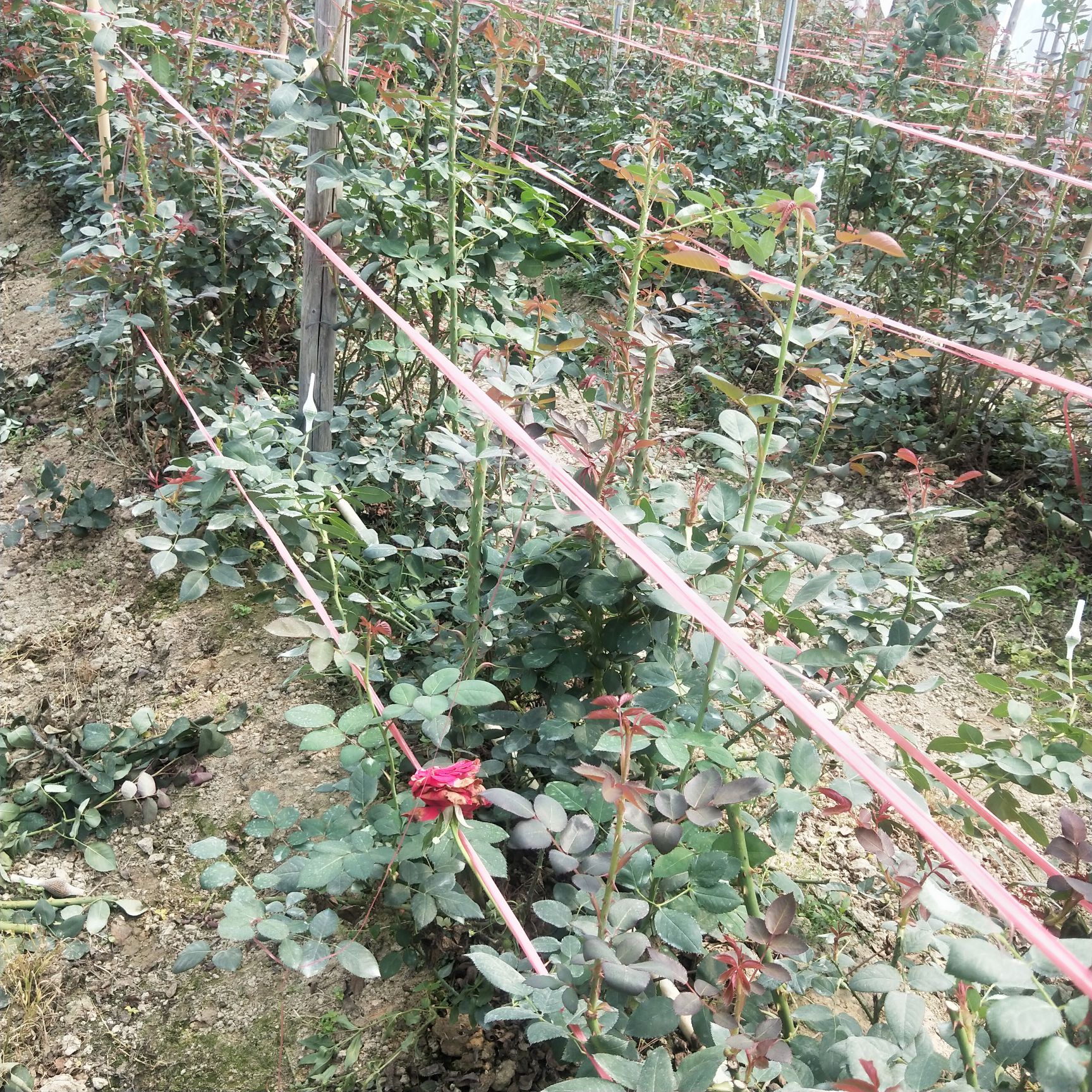 广州玫瑰切花  鲜花玫瑰花  切花玫瑰基地直销