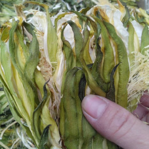 清远本地无硫磺霸王花，
