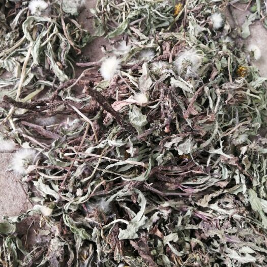 临颍县蒲公英菜 精品蒲公英  干蒲公英 野蒲公英