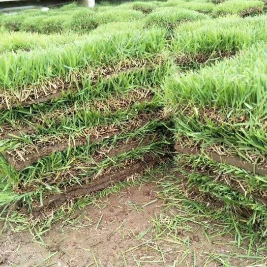 句容市草坪草