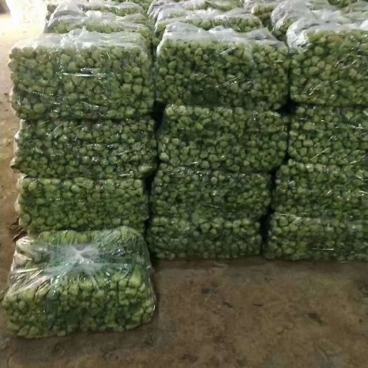 曹县精品上海青货源充足欢迎选购