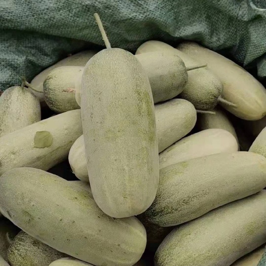 西双版纳新鲜蔬菜黄瓜山黄瓜生态黄瓜甜脆