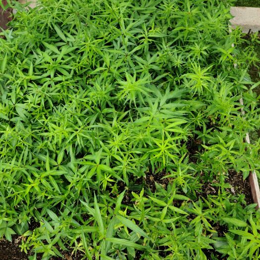 六盘水黄精种苗  培育周期达两年的黄精幼苗；品相好；块茎殷实；约700万株。