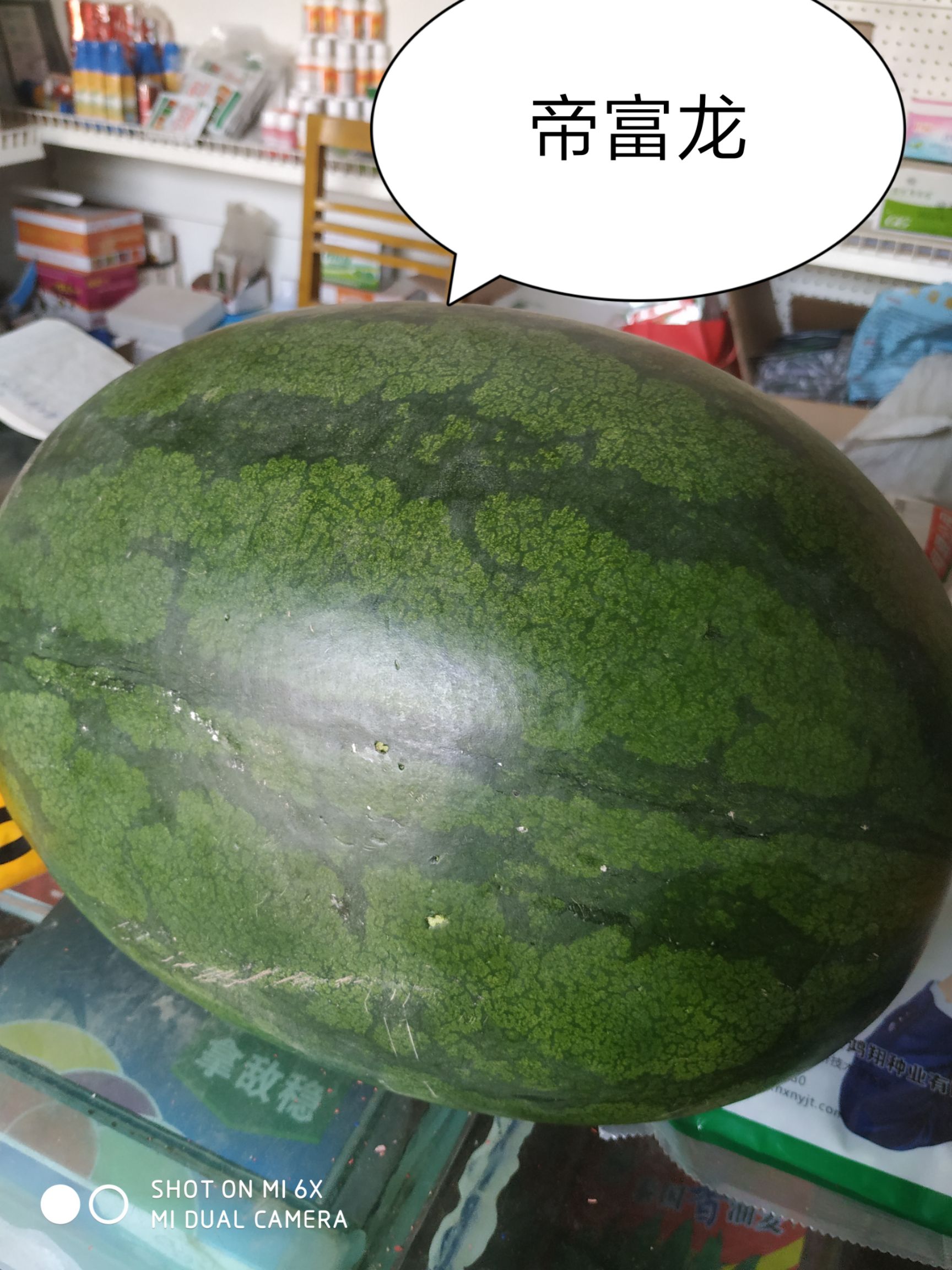 龙卷风西瓜种子  帝富龙耐重茬瓜码密易做果