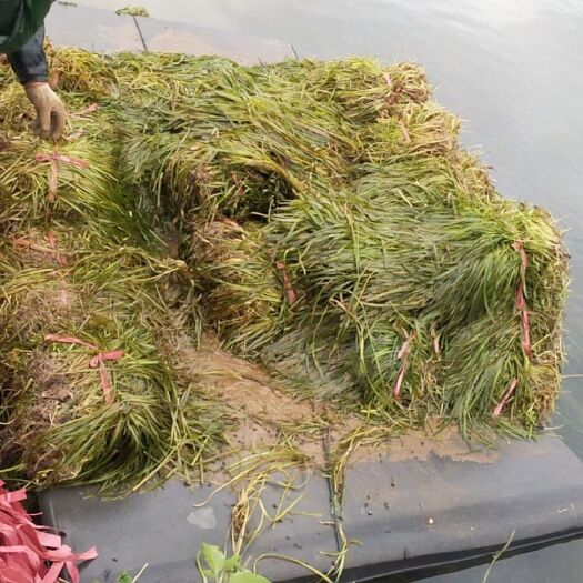 荔浦市种苗苦草，大量批发各种水苦草，需要的联系我