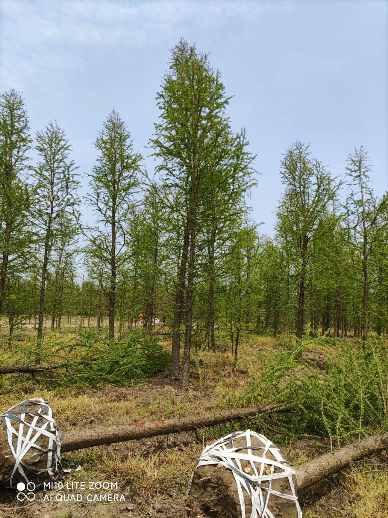 中山杉8公分价格  中山杉批发价格  8公分中山杉这里多