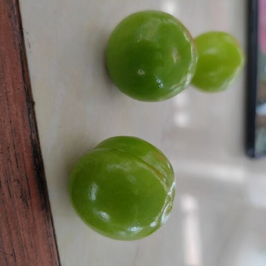 思茅青脆李 三月李