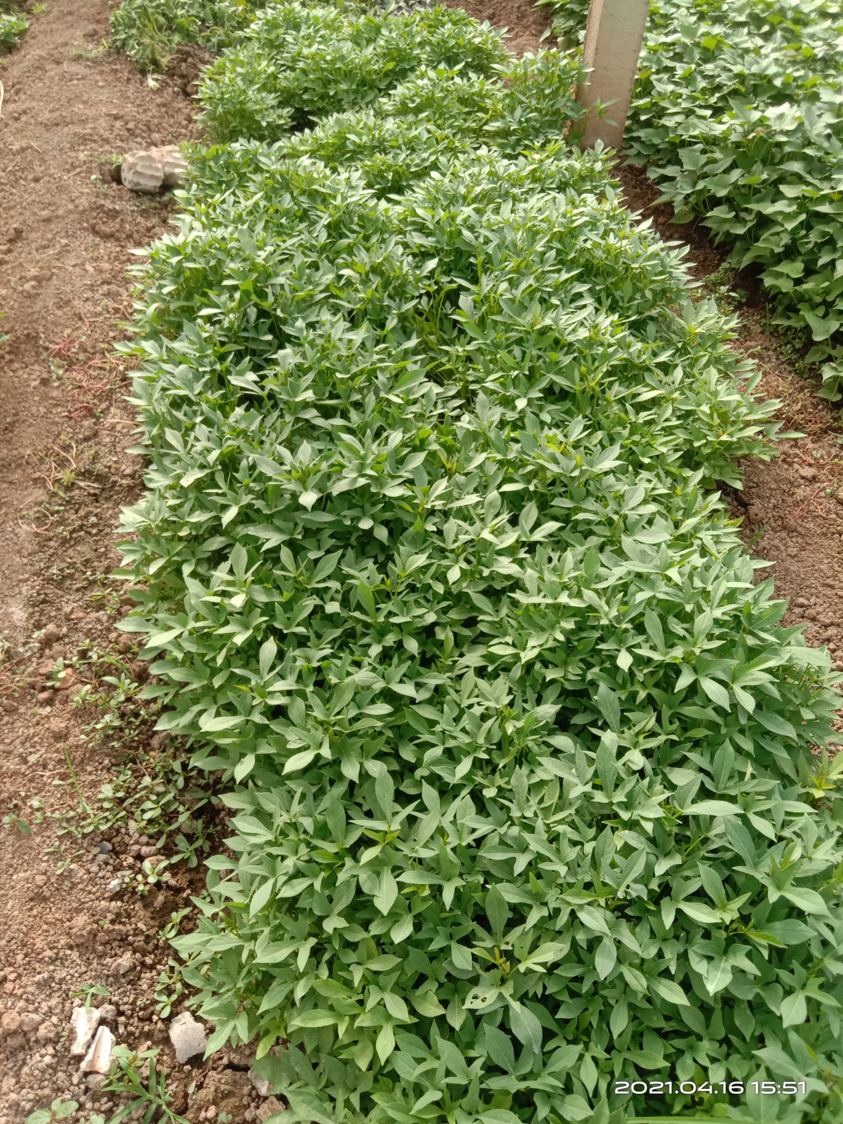 河南新乡优质紫薯种苗基地直供获嘉县现挖现发