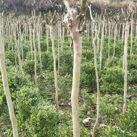 湄潭县紫薇之乡紫薇速生紫薇批发3～11公分优惠大销售