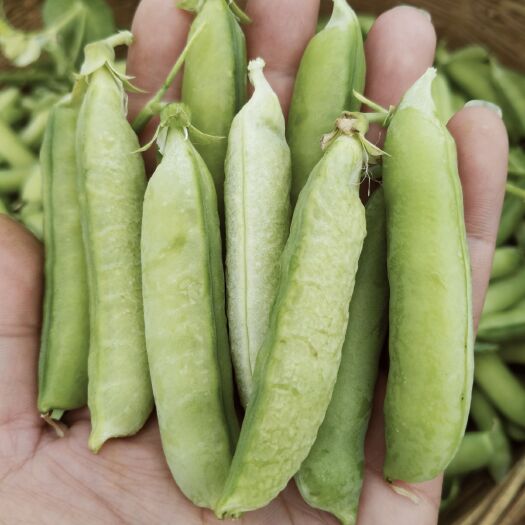 邓州市南阳邓州大量出售豌豆荚，需要的老板速联系
