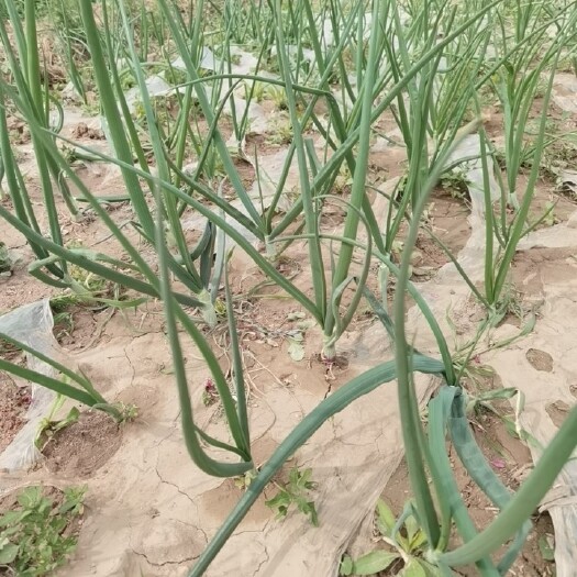 冠县红皮洋葱 我的200亩，紫皮洋葱即将上市欢迎新老客户前来参观一下