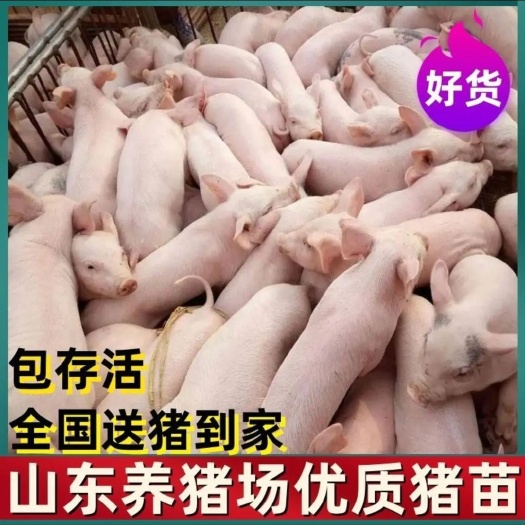 梁山县三元仔猪  健康小猪苗 母猪仔猪种猪 配送到家