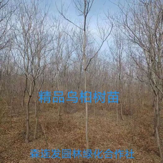 郯城县乌桕树苗乌桕苗木乌桕占地树苗价格低廉