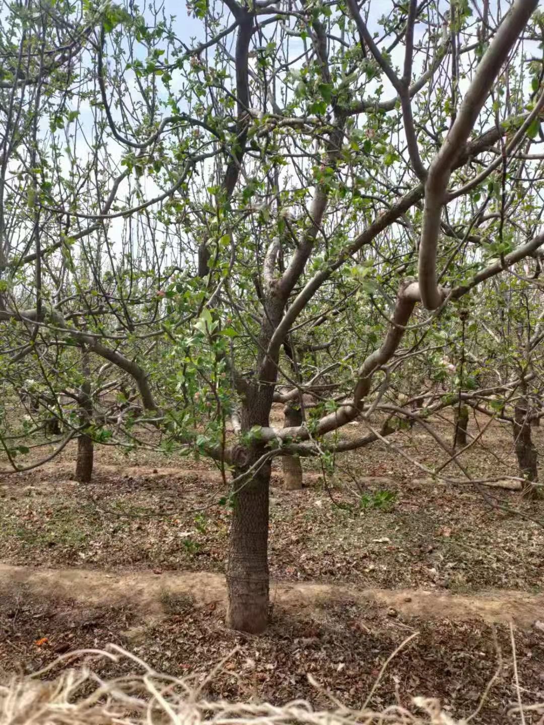 梨树苗 梨树树苗