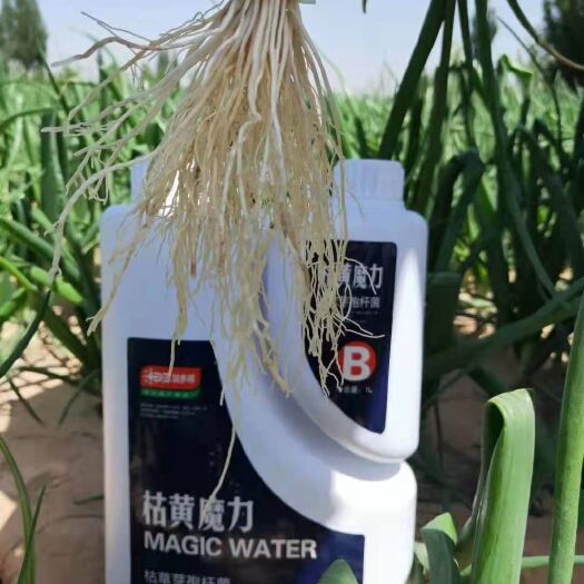 郑州芽孢杆菌 枯黄魔力