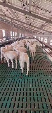 郓城县精品澳洲白，杜泊绵羊头胎怀孕种母