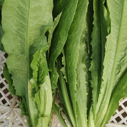 曹县青油麦  油麦 精品油麦