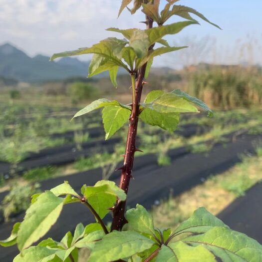 柳州刺五加菜 基地种植五加皮（刺五加）。可以炒鸡蛋、肉。也可以上汤，凉拌。