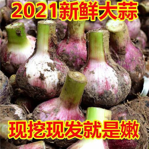 开封红皮蒜  鲜湿蒜新鲜出土现挖现发河南杞县大蒜支持一件代发