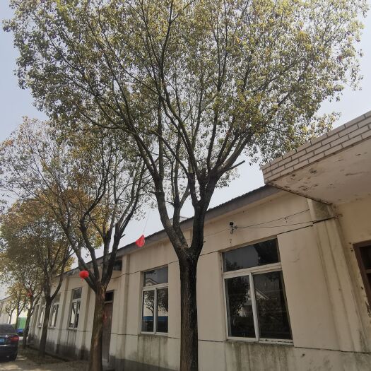 仪征市香樟15-36公分