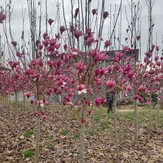 泰安娇红一号红花玉兰  玉兰树一级货大规格玉兰高分枝1米8玉兰树