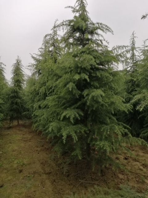 汝南县6.5米雪松，苗农直销一手货源