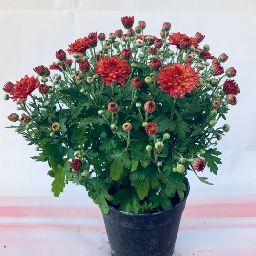 杭州千头菊苗  千头菊菊花苗四季菊 多头菊女王菊美人菊荷兰菊