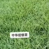 句容市结缕草 结镂草
