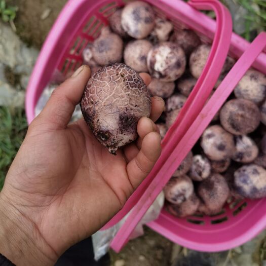兴仁市红托竹荪  贵州野生竹荪竹蛋