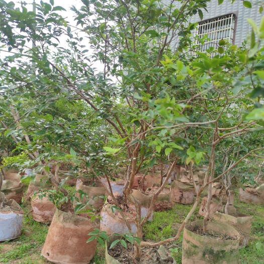 灵山县嘉宝果苗  沙巴嘉宝果大量出售